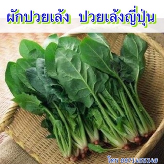 เมล็ดผักปวยเล้ง  ปวยเล้งญี่ปุ่น  ปวยเล้งใบใหญ่  ปวยเล้งก้านม่วง ปวยเล้งใบม่วง Original  เมล็ดนำเข้า พันธุ์แท้ 100%