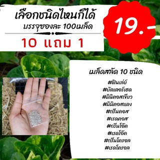 เมล็ดสลัด 15บาท (10แถม 1) ซองละ100เมล็ด