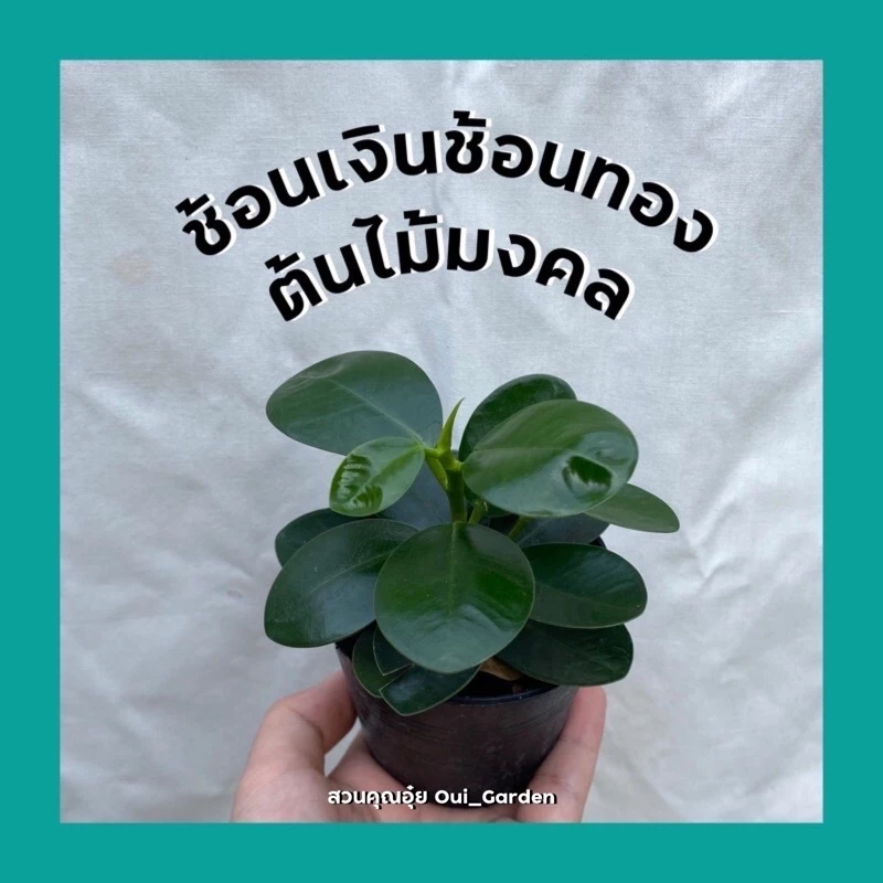 ช้อนเงินช้อนทอง ต้นไม้มงคล กระถาง3และ4นิ้ว คัดสวยๆให้ทุกต้น