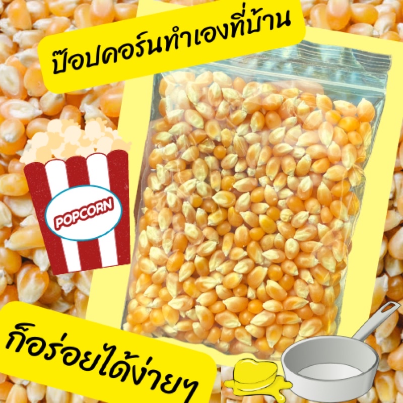 ป๊อบคอร์น  ข้าวโพดป๊อบคอร์น เมล็ด ป๊อบคอร์น ข้าวโพด ทำป๊อบคอร์น popcorn ข้าวโพดคั่วป๊อบคอร์นทำเองที่