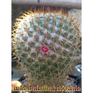 🌵💥 เมล็ดโคลัมเบียน่า💥🌵  200 เมล็ด Mammilaria columbiana   เมล็ดกระบองเพชร เมล็ดแคคตัส  (แคคตัส กระบองเพชร)