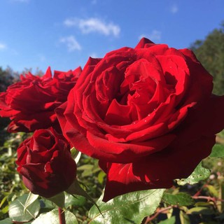 30 เมล็ด เมล็ดพันธุ์ กุหลาบพวง Floribunda Rose Seeds สีแดง ดอกหอม นำเข้าจากต่างประเทศ พร้อมคู่มือ เมล็ดสด ใหม่