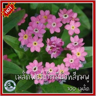 100 เมล็ด ฟอร์เก็ตมีน็อตสีชมพู Pink Forget me not อย่าลืมฉัน สีชมพู เมล็ดพันธุ์ฟอร์เก็ตมีน็อต ฟอร์เก็ตมีน็