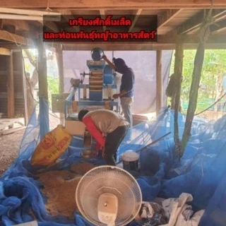 #เมล็ดหญ้าสวีทจัมโบ้ เมล็ดใหม่ปี68. #หญ้าสวีทจัมโบ้ เกรียงศักดิ์เมล็ดและท่อนพันธุ์หญ้าอาหารสัตว์