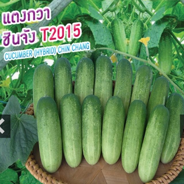 [10 แถม 1 คละได้] แตงกวาชินจัง T2015 เพื่อนเกษตรกร
