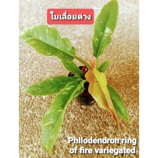 ฟิโลเดนดรอนใบเลื่อยด่าง Philodendron Ring of Fire ใบเลื่อยด่าง  เป็นไม้เนื้อเยื่อที่อนุบาลแข็งแรงดี ต้นโต รากเดินแล้วค่ะ