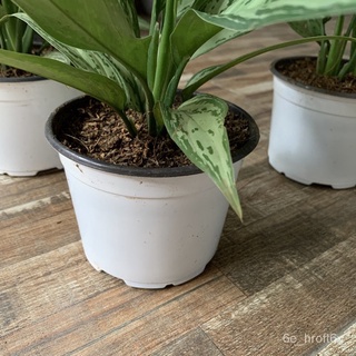 Aglaonema Green Chinese Evergreen Potted Live Plant, Indoor Outdoor Plant, Air Purifying - Talipapa向日葵/花园/帽子/头饰/香菜/鲜花/กุ
