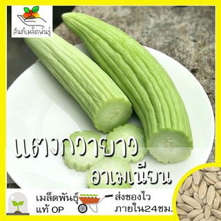 เมล็ดพันธุ์ แตงกวายาว อาเมเนียน 40 เมล็ด Armenian Yard long Cucumber เมล็ดพันธุ์แท้ นำเข้าจากต่างประเทศ แตงกวายักษ์ แตง