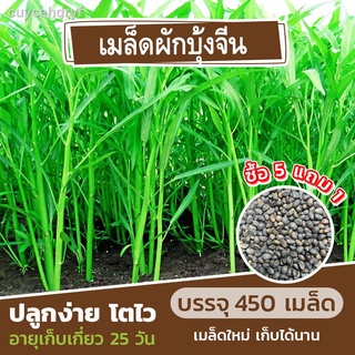 เมล็ดพันธุ์ ผักบุ้งจีน เรียวไผ่🌿 450 เมล็ด 20 กรัม (ซื้อ 5 แถม 1)