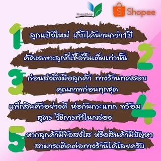 แป้งข้าวหมาก ลูกแป้งข้าวหมากหวาน สูตรอีสาน ทำได้เยอะ แป้ง1ก้อนต่อข้าว2กิโล รับประกันความหวาน ส่งด่วน