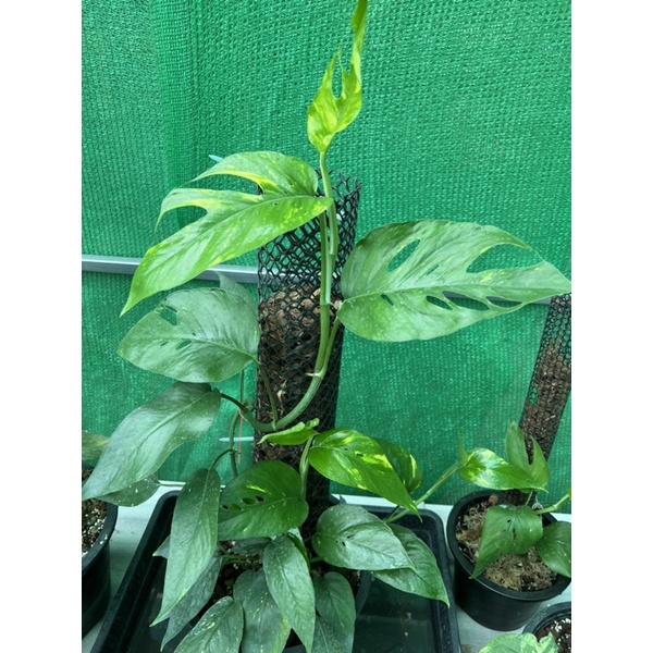 อิพิตัวเยลโล่เฟรมแท้ลายไฟ🔥 Epipremnum Pinnatum Yellow Flame อิพิ No.1 ✨(ไม้วางข้อ)