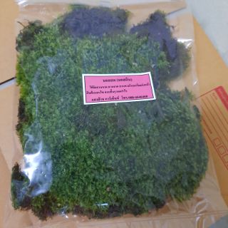 มอสสด มอสจัดสวนถาด มอส