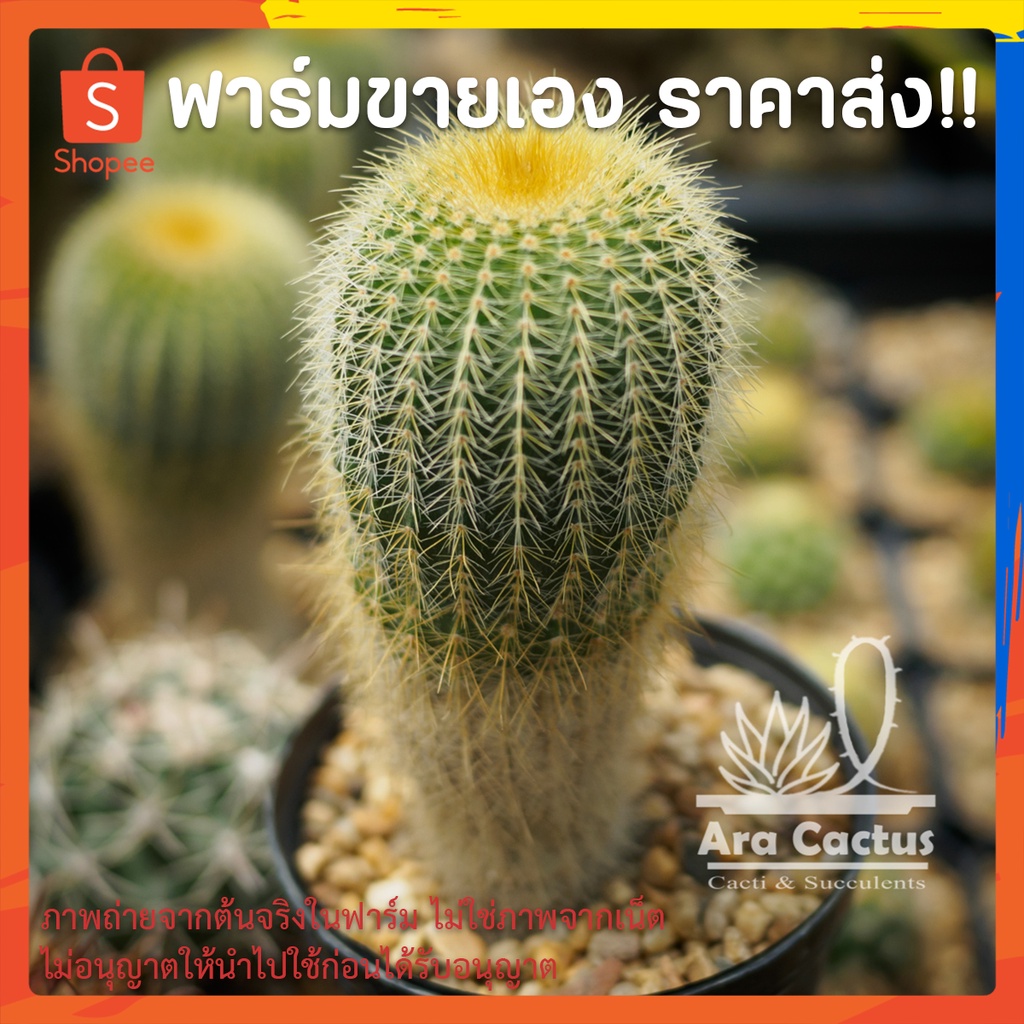 สวนขายเอง! กระบองทองลูกผสม Notocactus leninghausii hybrid ไซส์กระถาง 4 นิ้ว แคคตัส กระบองเพชร ต้นไม้ประดับ อวบน้ำ แคนตัส