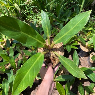 เศรษฐีมีทรัพย์ ไม้มงคล ขนาดถุงดำ 🌿