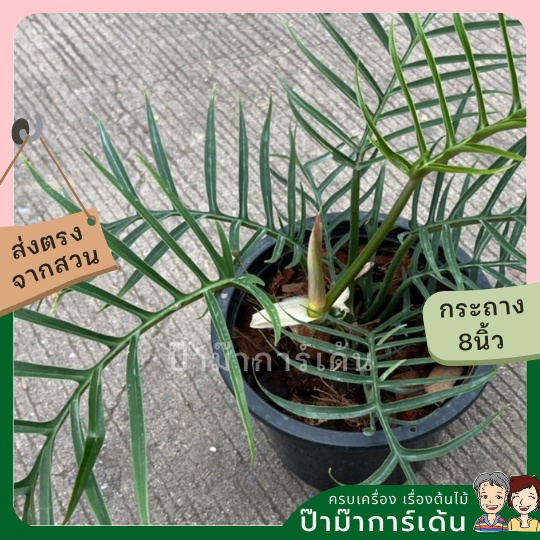 มุมมอง 6