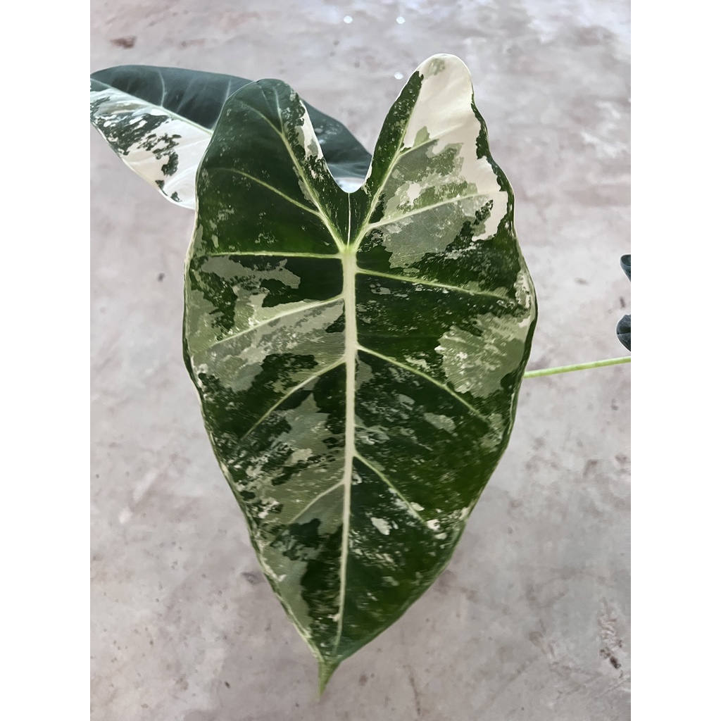 มุมมอง 6