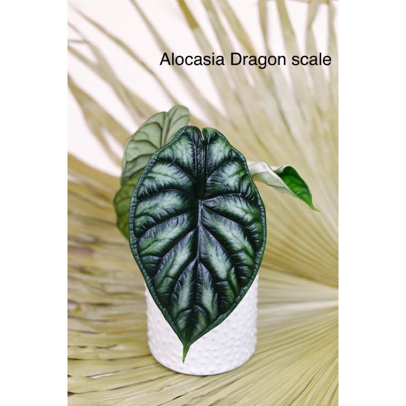 alocasia dragon scale จัดส่งพร้อมกระถาง 4 นิ้ว **สามารถเลือกได้**