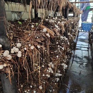 เชื้อเห็ดฟาง เชื้อพร้อมเพาะ เชื้อเต็ม