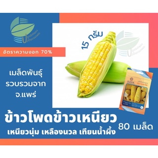 ข้าวโพดข้าวเหนียว ธารน้ำผึ้ง (Waxy Corn)