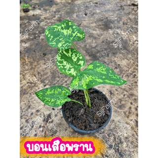 1 กระถาง บอนเสือพราน Colocasia Hilo beauty ไม้นำเข้า ส่งพร้อมกระถาง จัดส่งคละกระถางจากไทย