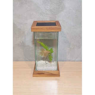 ส่งไว ตู้ปลากัด โหลปลากัด ขนาด 4x4x8 นิ้ว Betta Fish tank aquarium set ฝาครอบโหลปลา ไม้สักทอง ของตั้งโชว์ ของแต่งบ้าน