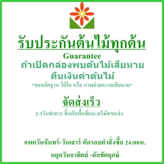 ต้นสะระแหน่ สะระแหน่ ในถุง-กระถาง 5.5 นิ้ว พร้อมปลูก