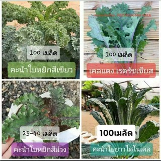 เมล็ดพันธ์เคล/คะน้าใบหยิกจัดชุดยอดนิยม 4 ชนิด