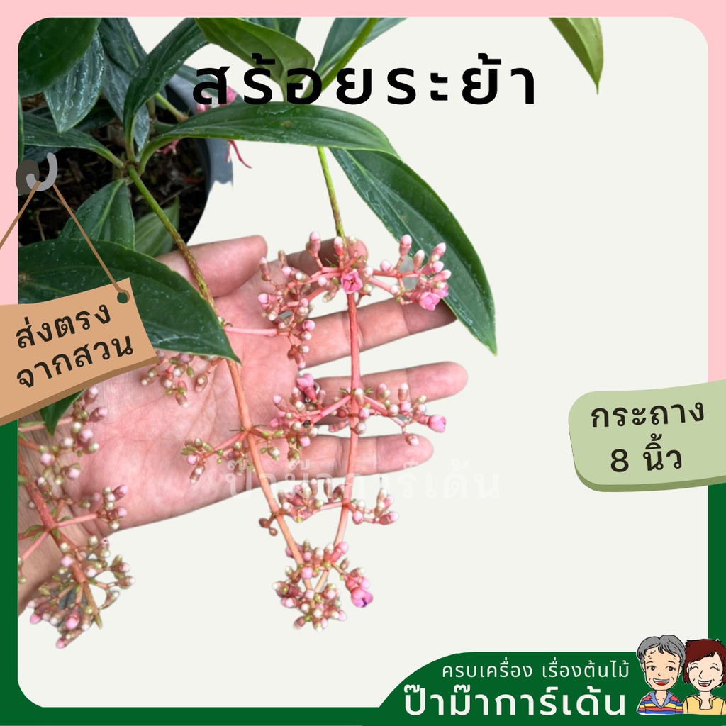 มุมมอง 5