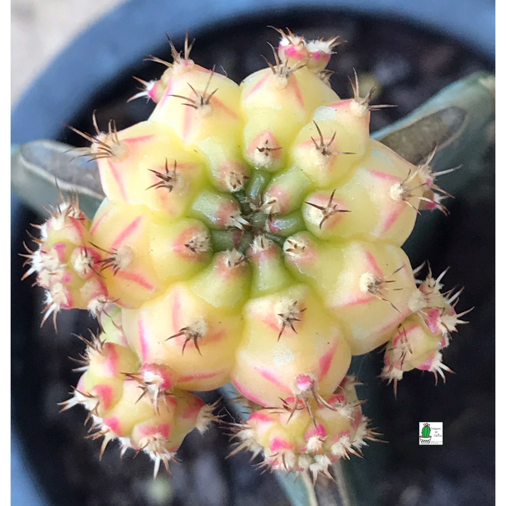 แคคตัส ยิมโน โมโมทาโร Cactus Gymnocalycium Momotaro Variegated (โมโมทาโร)