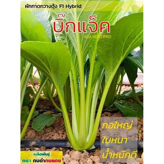 เมล็ดพันธุ์ กวางตุ้งบิ๊กแจ๊ค 450 กรัม ตรากบดำกบแดง