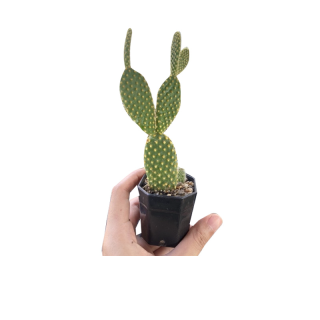 แคคตัสหูกระต่าย สี / มิกกี้เมาส์ Bunny Ears cactus แคคตัส *ส่งต้นพร้อมกระถาง