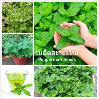 (เพาะเมล็ด) 1แพ็ค เมล็ดพันธุ์ สะระแหน่ กินได้ Peppermint Seeds บรรจุ  เมล็ด ต้นไม้มงคล บอนไซ ต้นพันธุ์ผลไม้ พันธุ์ไม้ห