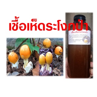 เชื้อเห็ดระโงก ขนาด 500 ML.