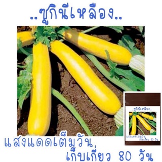 เมล็ดพันธุ์ ซูกินีเหลือง golden zucchini 5เมล็ด