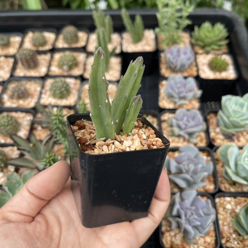 เก๋งจีนดอกลำโพง เก๋งจีนดอกระฆัง จัดส่งทั้งกระถาง - รูปที่ 4