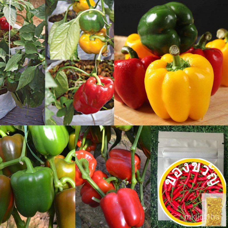เมล็ด : พริกหวาน คละสี Bell Pepper Mix 20-80 เมล็ด Chilli พริกหวาน พริกระฆัง เมล็ดพืชสวนครัว พืช ผัก สวนครัว เมล็ดพันธุ์