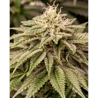 Sticky Gorilla #4 เมล็ดกัญชาโฟโต้ Photo ค่าย Pure Instinto เเท้100%