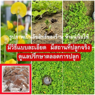 เมล็ดพันธุ์ถั่วบราซิล 1กก.แถม 100  ประดับสวน,ตกแต่ง,บำรุงดิน,พืชคลุมดิน,ห่มดิน,ประดับสวน,ตกแต่งสวน,คลุมหญ้า,หญ้าจัดสวน