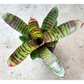 สัปะรดสี สายพันธุ์นีโอ ลายเสือ ( ขายหน่อ ขนาดกระถาง 3 นิ้ว )