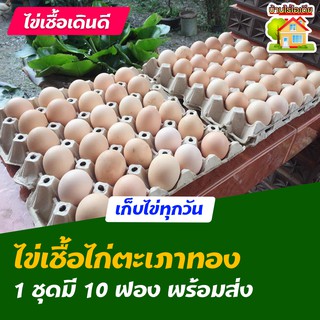 ไข่เชื้อไก่ตะเภาทอง สำหรับการฟัก 10 ฟอง