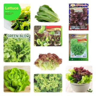 เมล็ดผักสลัด (Lettuce) แบรนด์แท้ กรีนโอ๊ค เรดโอ๊ค สลัดแก้ว ผักกาดหอม สลัดมิกซ์ คอส มินิคอส เรด คอรอล กรีนโบว์