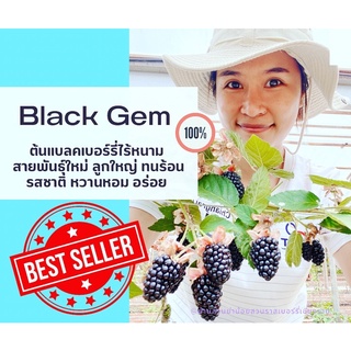 ต้นแบลคเบอร์รี่แบลคเจ็มBlackGEM ขายดี 💕ต้นแบลคเบอร์รี่ไร้หนาม ทนร้อน ลูกดก