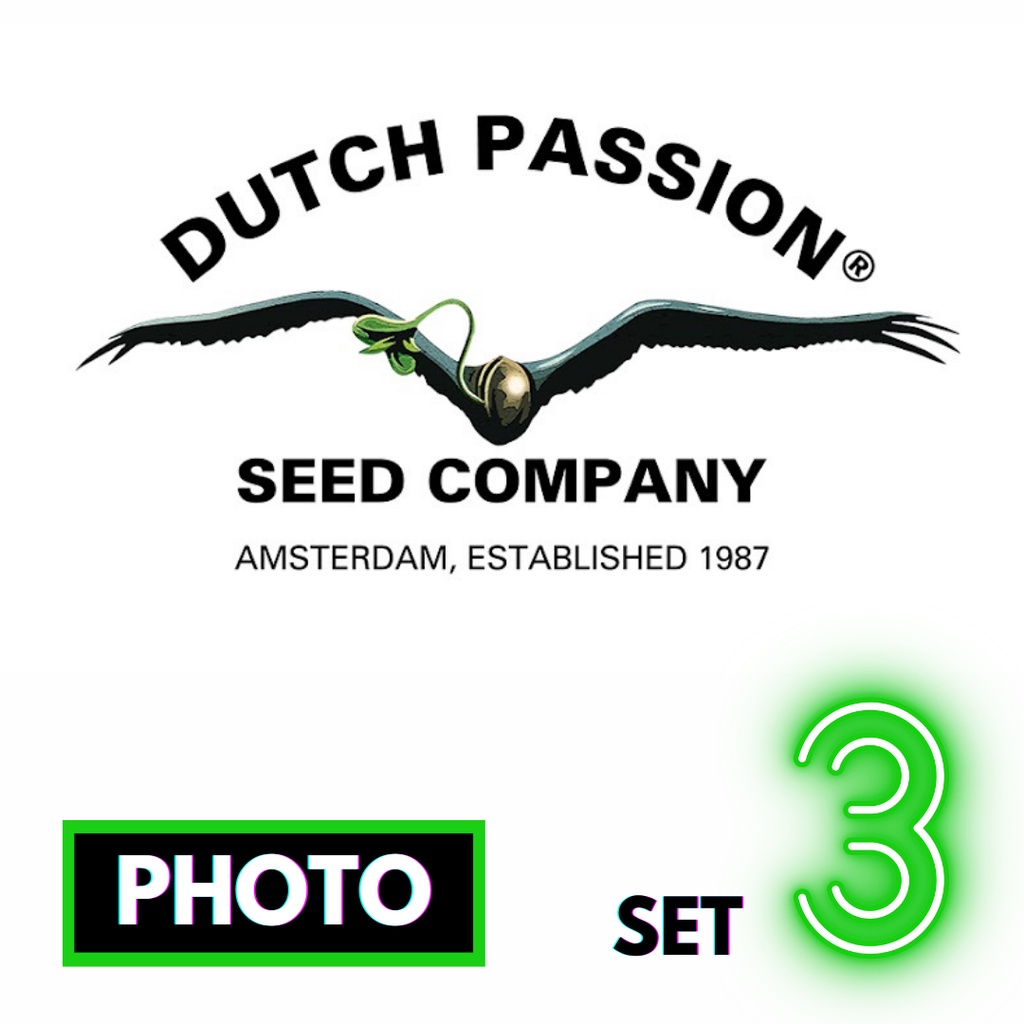 🔥Preorder🔥เมล็ดค่าย🌱Dutch Passion 🌱Photo⭐️ส่งฟรี🚨มีปลายทาง ส่งตรงจากนอกแท้100%⭐️ยกแพค/แยกเมล็ด⭐️อย่า