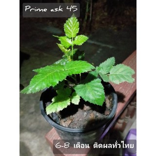 แบล๊คเบอร์รีี prime ask 45 สายพันธุ์ดกลูกใหญ่ที่เหมาะที่สุดสำหรับเมืองไทย