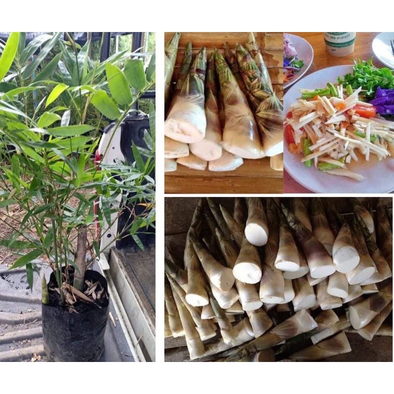 ไผ่บงหวานเพชรน้ำผึ้ง:หน่อทานสดได้>>ของแท้100%