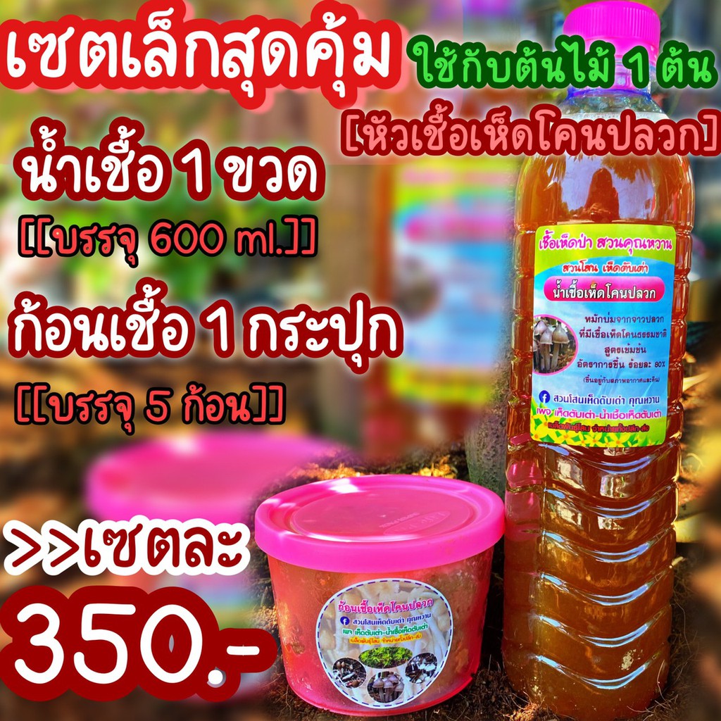 เชื้อเห็ดโคนปลวก ชนิดน้ำเชื้อ 1 ขวด ขนาด 600 ml.  ก้อนเชื้อ 1 กระปุก 5 ก้อน เชื้อเห็ดป่าสวนคุณน้ำหวาน