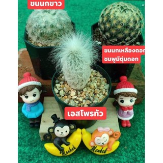 แคคตัสจัดชุดละรา200บาท