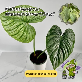 ไม้เนื้อเยื่อฟิโลเดนดรอน มาเมอิ ซิลเวอร์คลาวด์ Philodendron Mamei Silvercloud