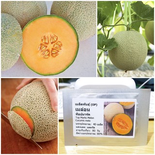 เมล็ดพันธุ์ เมล่อน ท็อปมาร์ค (Top Marks Melon Seed) บรรจุ 40 เมล็ด คุณภาพดี ราคาถูก ของแท้ 100%