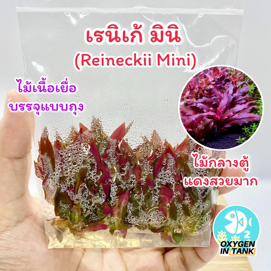 เรเนเก้ มินิ [Reineckii Mini] ไม้น้ำกลางตู้ โตเป็นพุ่ม สีแดงสวยมาก ใต้ใบเป็นสีชมพู (แบบเนื้อเยื่อ) [